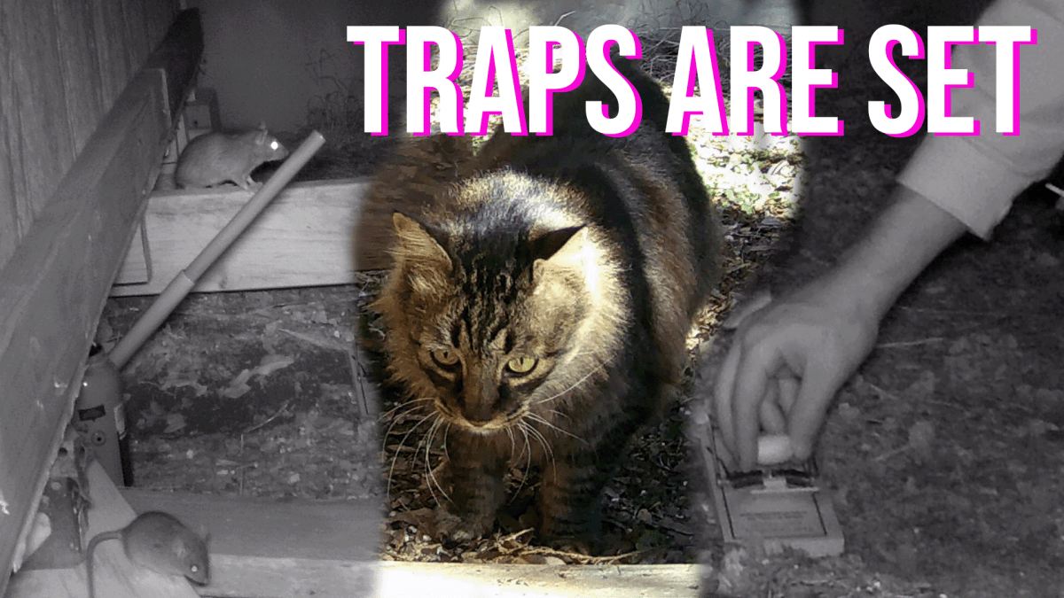 Splinter & Co. are Under the Shed, but Outside. | Next Step Media ...